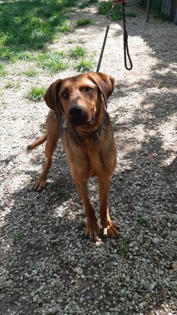 TAPPANCS, male senior Mixed Breed for adoption at Assisi Szent Ferenc Állatmenhely