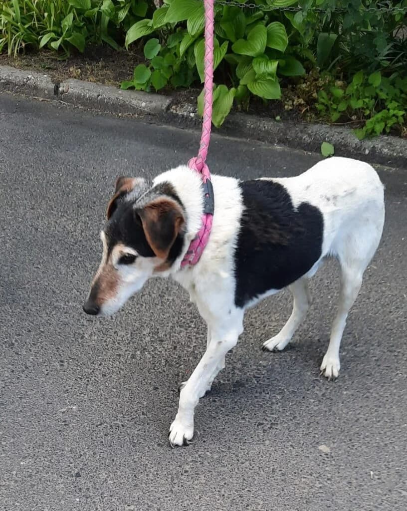 Fekete-fehér,  mixed breed for adoption at Assisi Szent Ferenc Állatmenhely