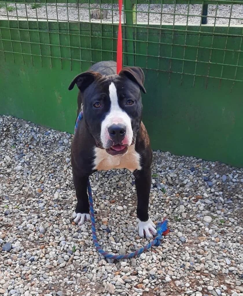Kószáló, female puppy Mixed Breed for adoption at Assisi Szent Ferenc Állatmenhely
