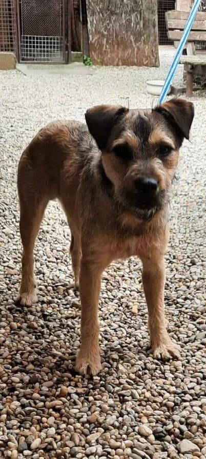 Barna, male mixed breed for adoption at Assisi Szent Ferenc Állatmenhely