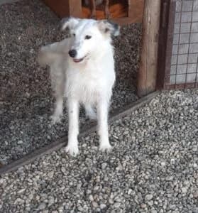 LILI, female 5yo Mixed Breed for adoption at Assisi Szent Ferenc Állatmenhely