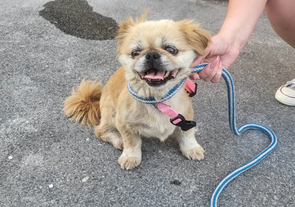Pincsi kutya, female mixed breed for adoption at Assisi Szent Ferenc Állatmenhely