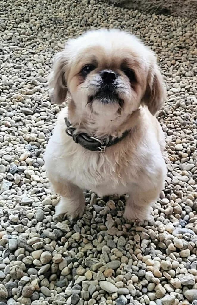 Másodszor, male mixed breed for adoption at Assisi Szent Ferenc Állatmenhely