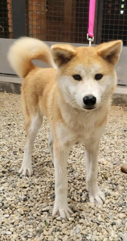 Szépség, male Akita for adoption at Assisi Szent Ferenc Állatmenhely