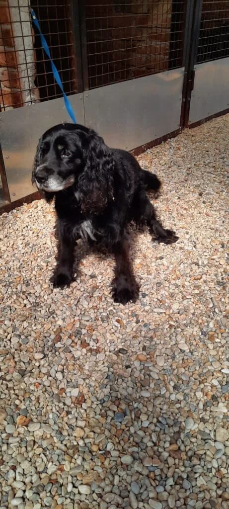 Spániel, male mixed breed for adoption at Assisi Szent Ferenc Állatmenhely