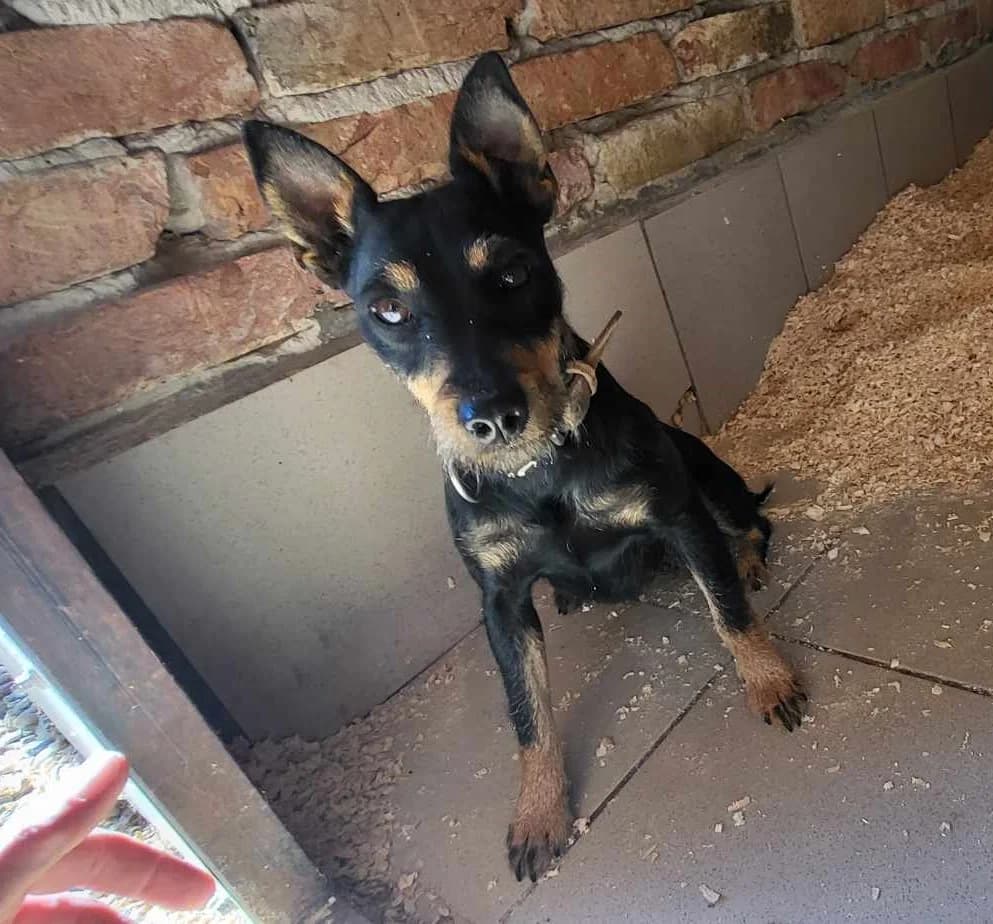Füles, female mixed breed for adoption at Assisi Szent Ferenc Állatmenhely