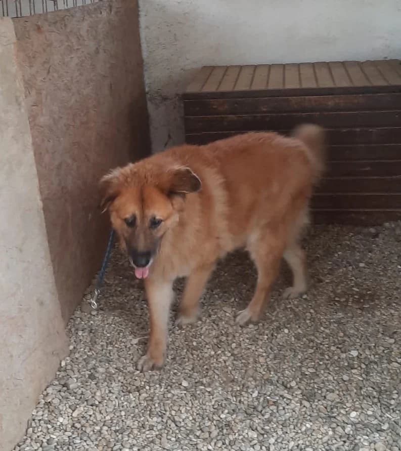Nagy testű barna, male mixed breed for adoption at Assisi Szent Ferenc Állatmenhely