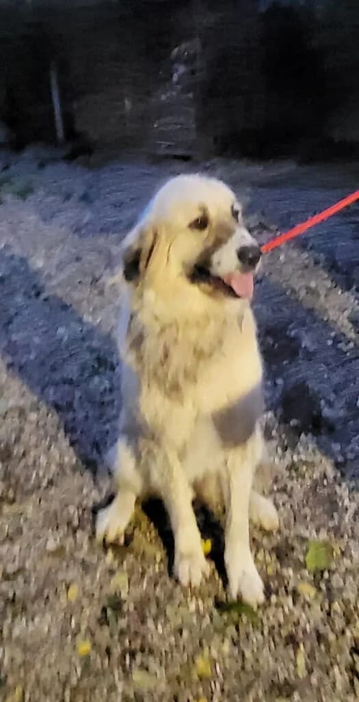 Fehér, female mixed breed for adoption at Assisi Szent Ferenc Állatmenhely