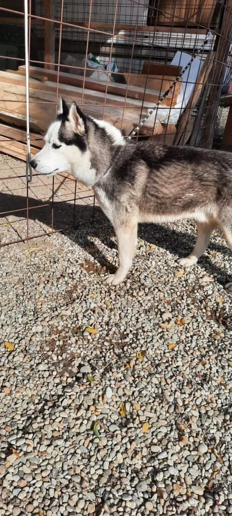 Husky, male Husky for adoption at Assisi Szent Ferenc Állatmenhely