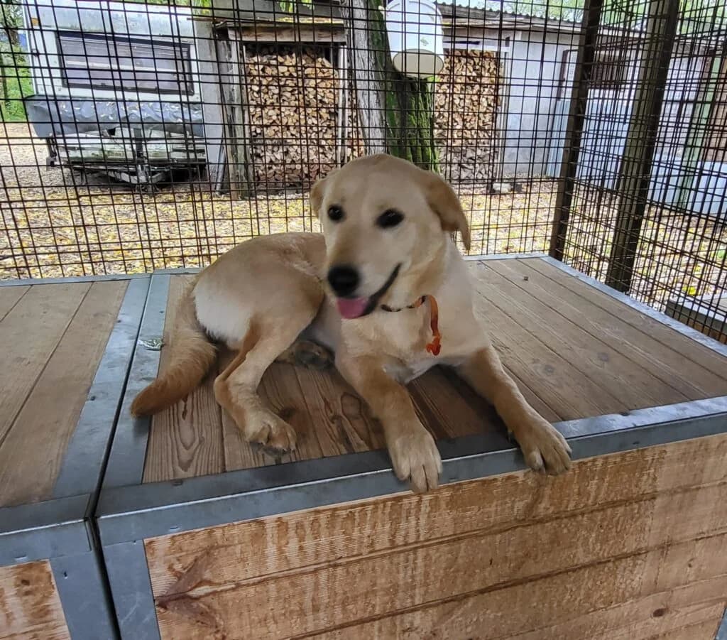 Kölyök, female mixed breed for adoption at Assisi Szent Ferenc Állatmenhely