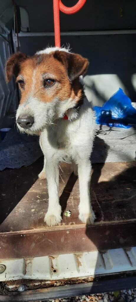 Kicsi füles, female mixed breed for adoption at Assisi Szent Ferenc Állatmenhely