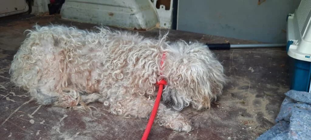 Fehér szomorú, female Mixed Breed for adoption at Assisi Szent Ferenc Állatmenhely