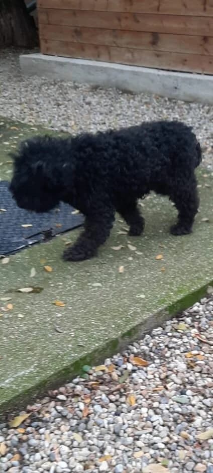 Fekete kicsi, female mixed breed for adoption at Assisi Szent Ferenc Állatmenhely