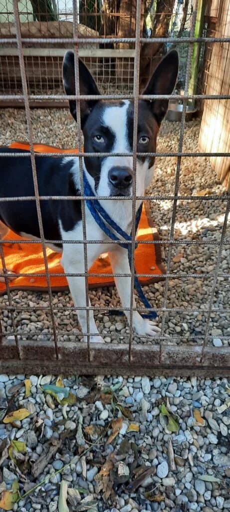 Fekete-fehér, female mixed breed for adoption at Assisi Szent Ferenc Állatmenhely