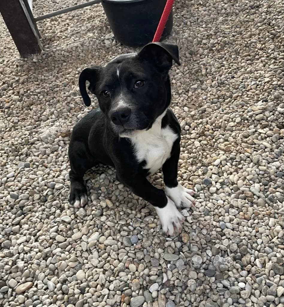 Kölyök, male mixed breed for adoption at Assisi Szent Ferenc Állatmenhely