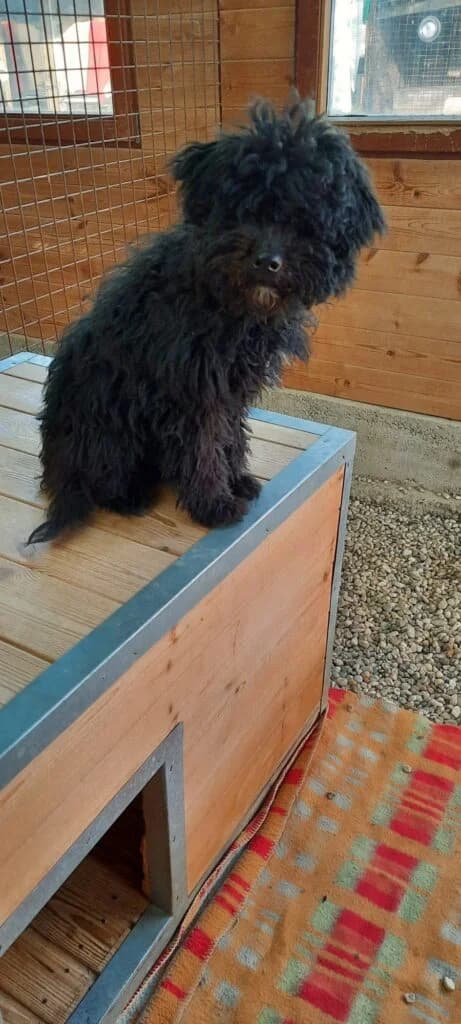Boncos, female mixed breed for adoption at Assisi Szent Ferenc Állatmenhely