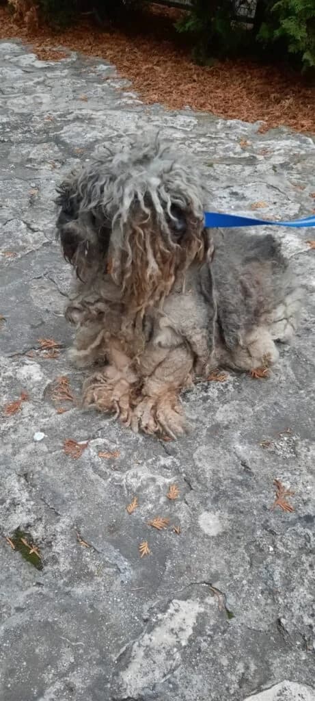 Loncsos, female young mixed breed for adoption at Assisi Szent Ferenc Állatmenhely