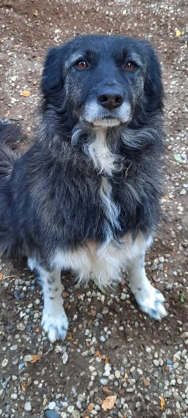 Olga,  senior Mixed Breed for adoption at Assisi Szent Ferenc Állatmenhely