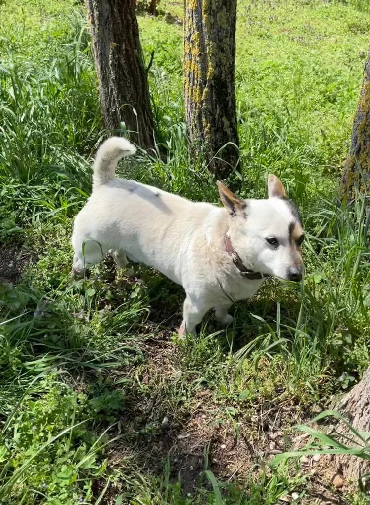 MOKKA, male 5yo Mixed Breed for adoption at Assisi Szent Ferenc Állatmenhely