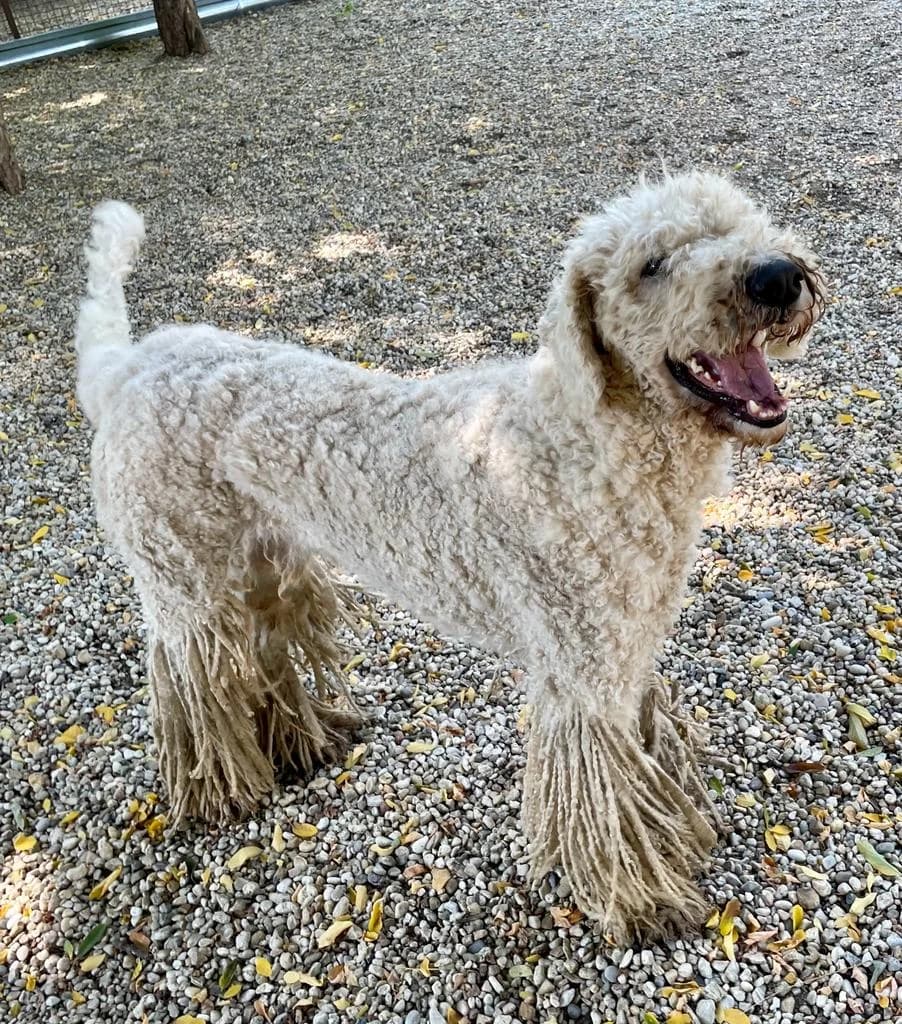 BAGOLY, male 5yo Mixed Breed for adoption at Assisi Szent Ferenc Állatmenhely
