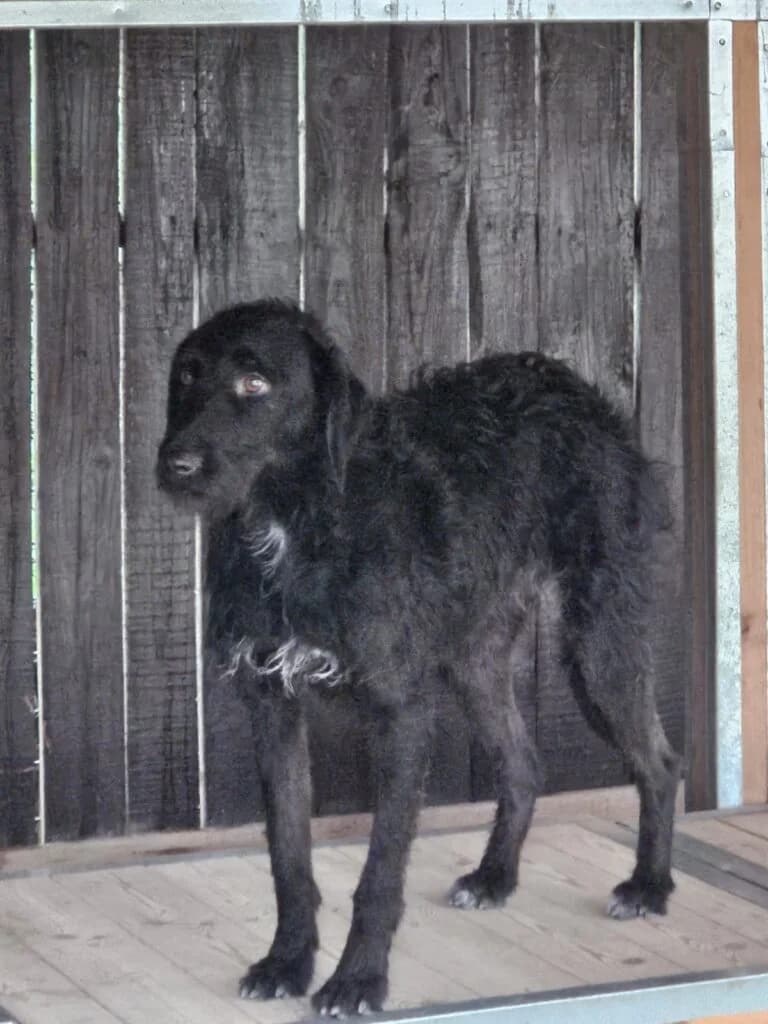 LÉNA, female 6yo Mixed Breed for adoption at Assisi Szent Ferenc Állatmenhely