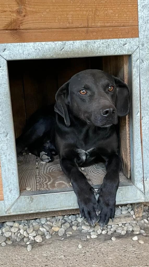 BLACKY, male 7yo Mixed Breed for adoption at Assisi Szent Ferenc Állatmenhely