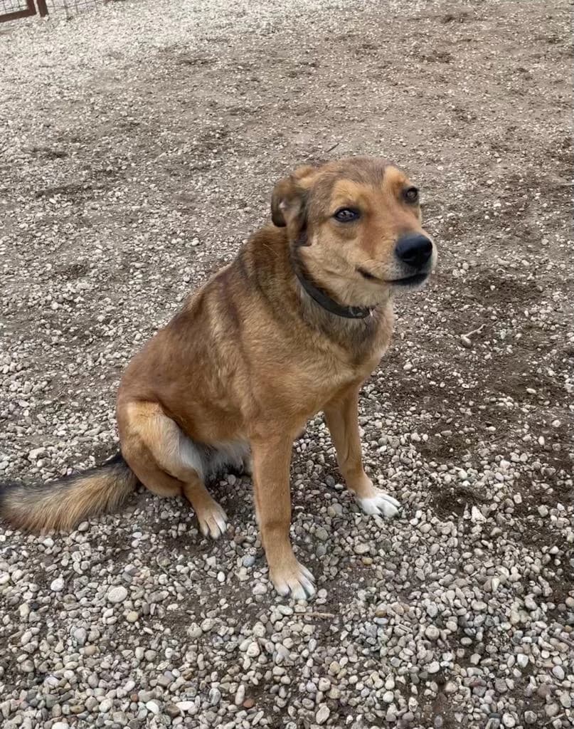 PEGGY, female 7yo Mixed Breed for adoption at Assisi Szent Ferenc Állatmenhely