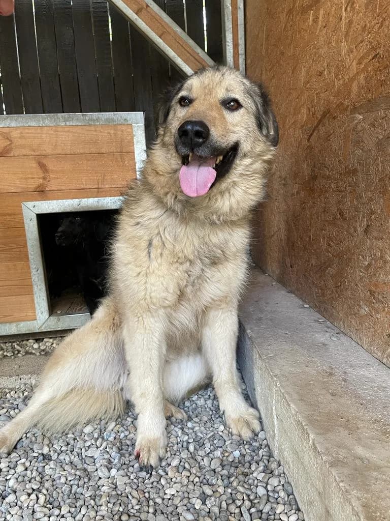 ELVIS, male 6yo Mixed Breed for adoption at Assisi Szent Ferenc Állatmenhely