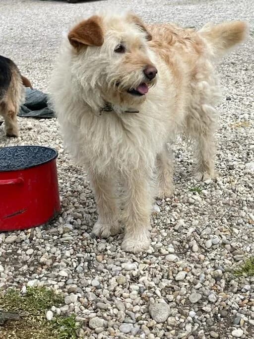 LINA, female 6yo Mixed Breed for adoption at Assisi Szent Ferenc Állatmenhely