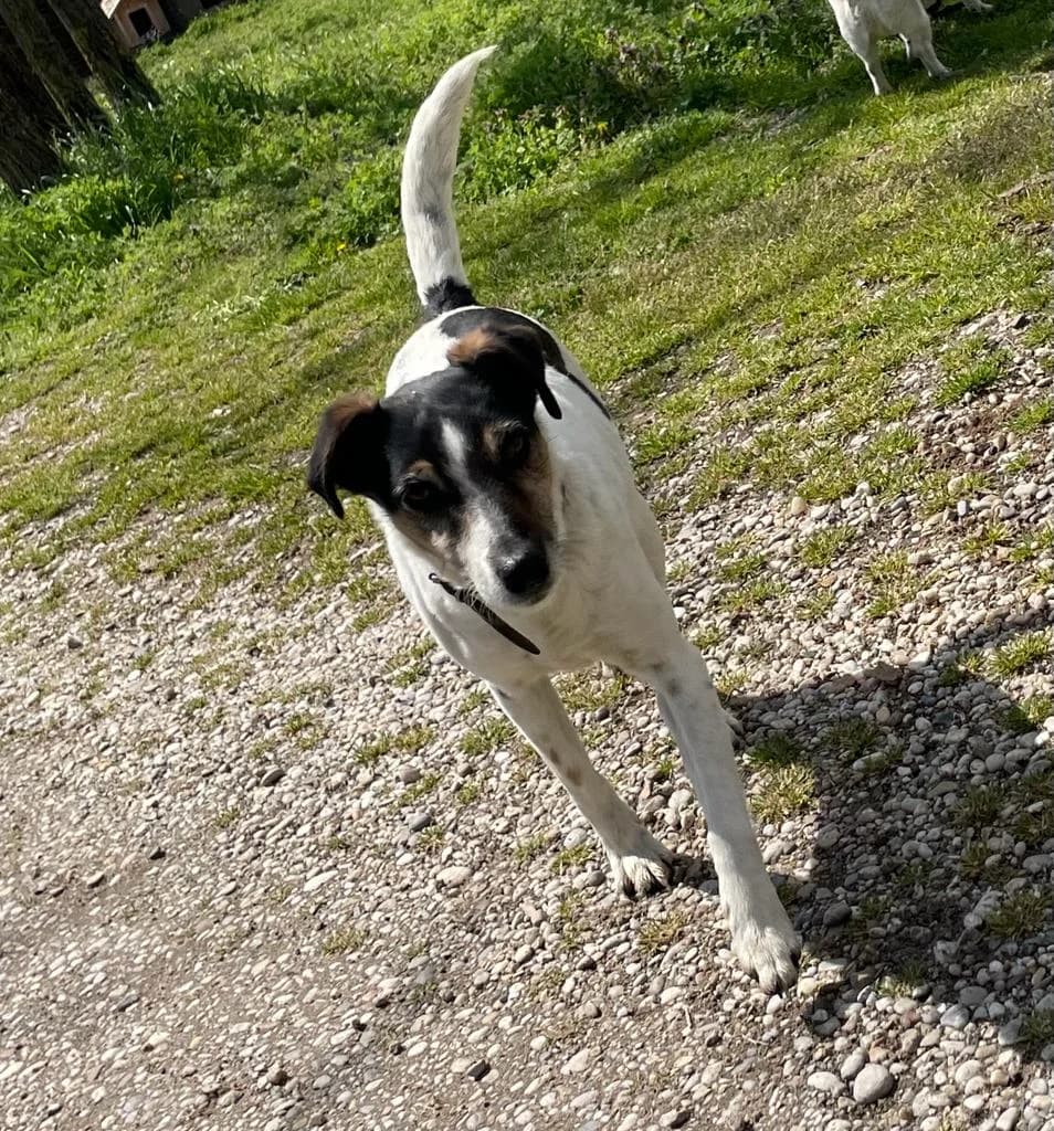 MÁLNA, female senior Mixed Breed for adoption at Assisi Szent Ferenc Állatmenhely