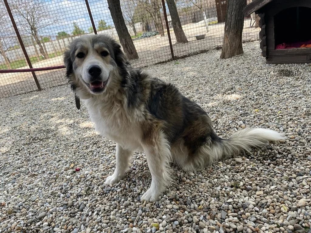TITUSZ, male 5yo Mixed Breed for adoption at Assisi Szent Ferenc Állatmenhely