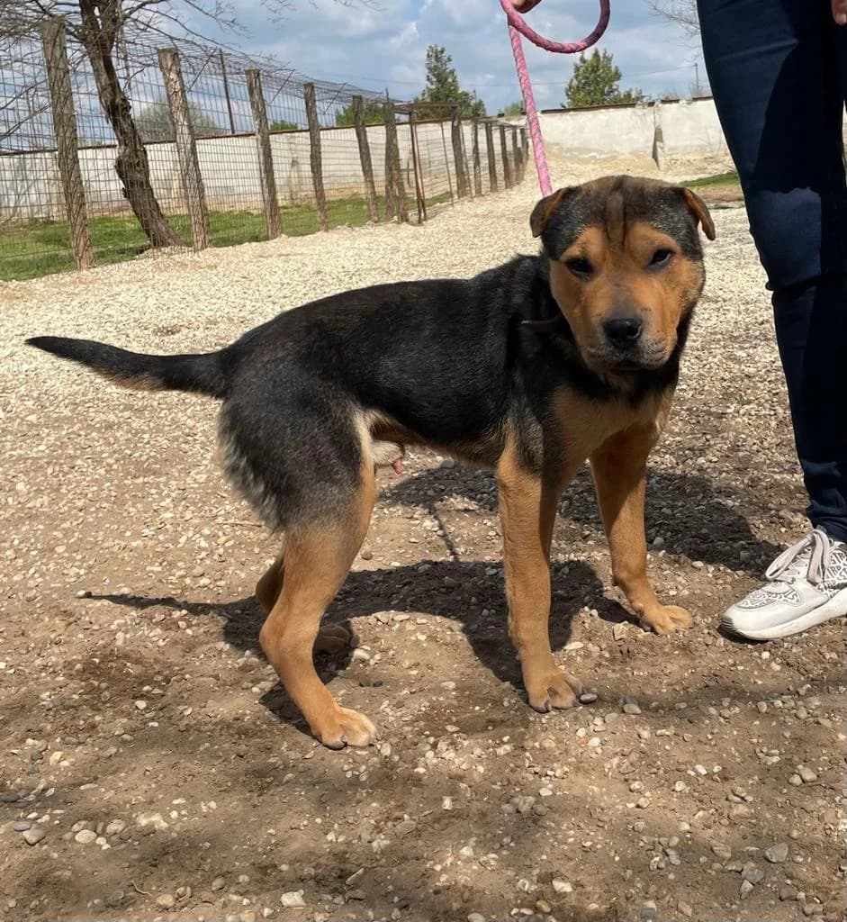 MORCOS, male young Mixed Breed for adoption at Assisi Szent Ferenc Állatmenhely