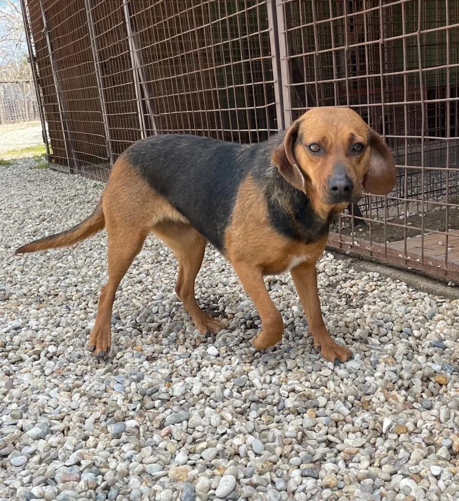 KRISSI, female 6yo Mixed Breed for adoption at Assisi Szent Ferenc Állatmenhely