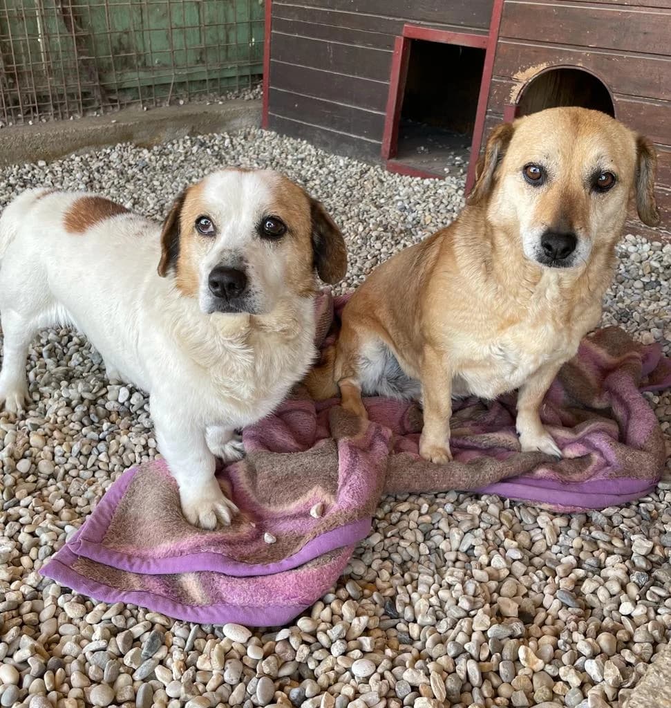 FOLTI és PICÚR, female senior Mixed Breed for adoption at Assisi Szent Ferenc Állatmenhely