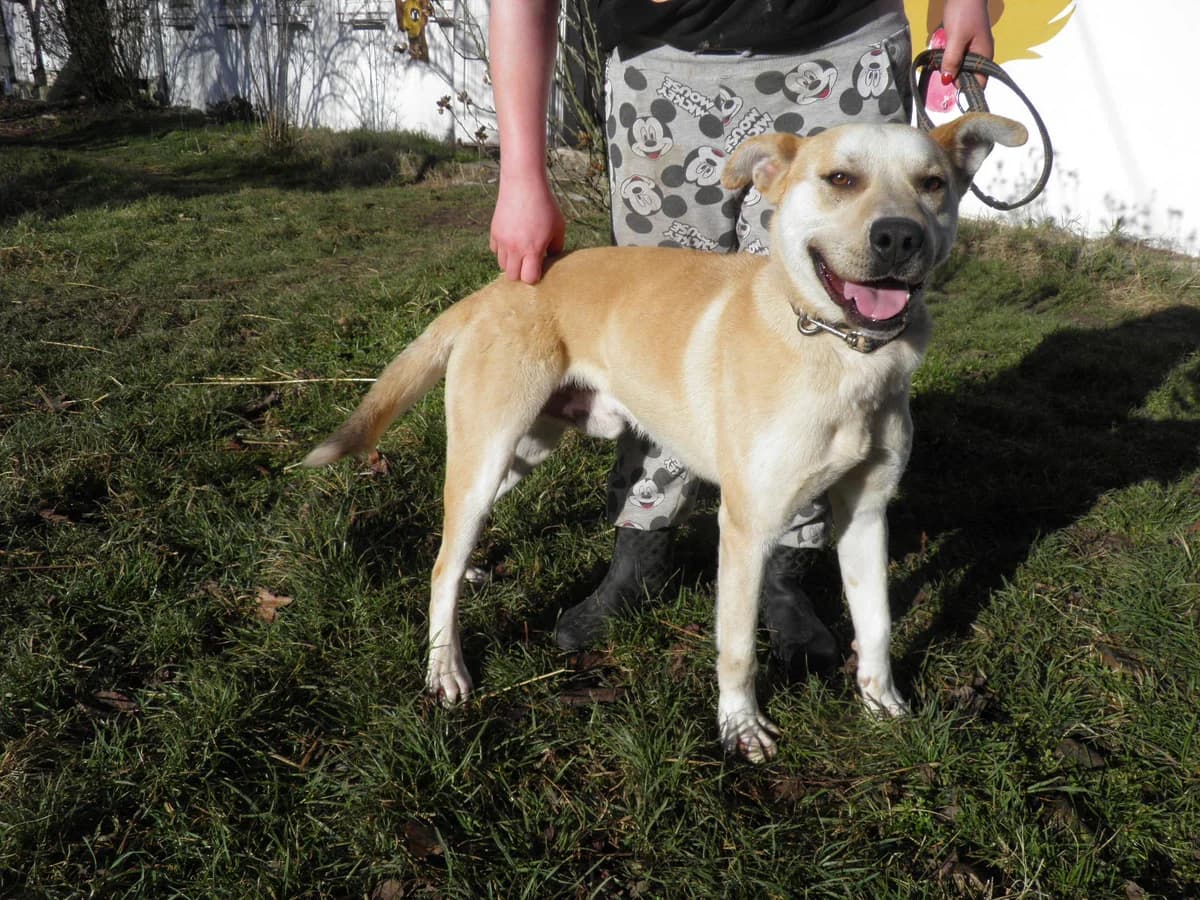 Mit tudunk róla, male Mixed Breed for adoption at Misina Állatmenház Pécs