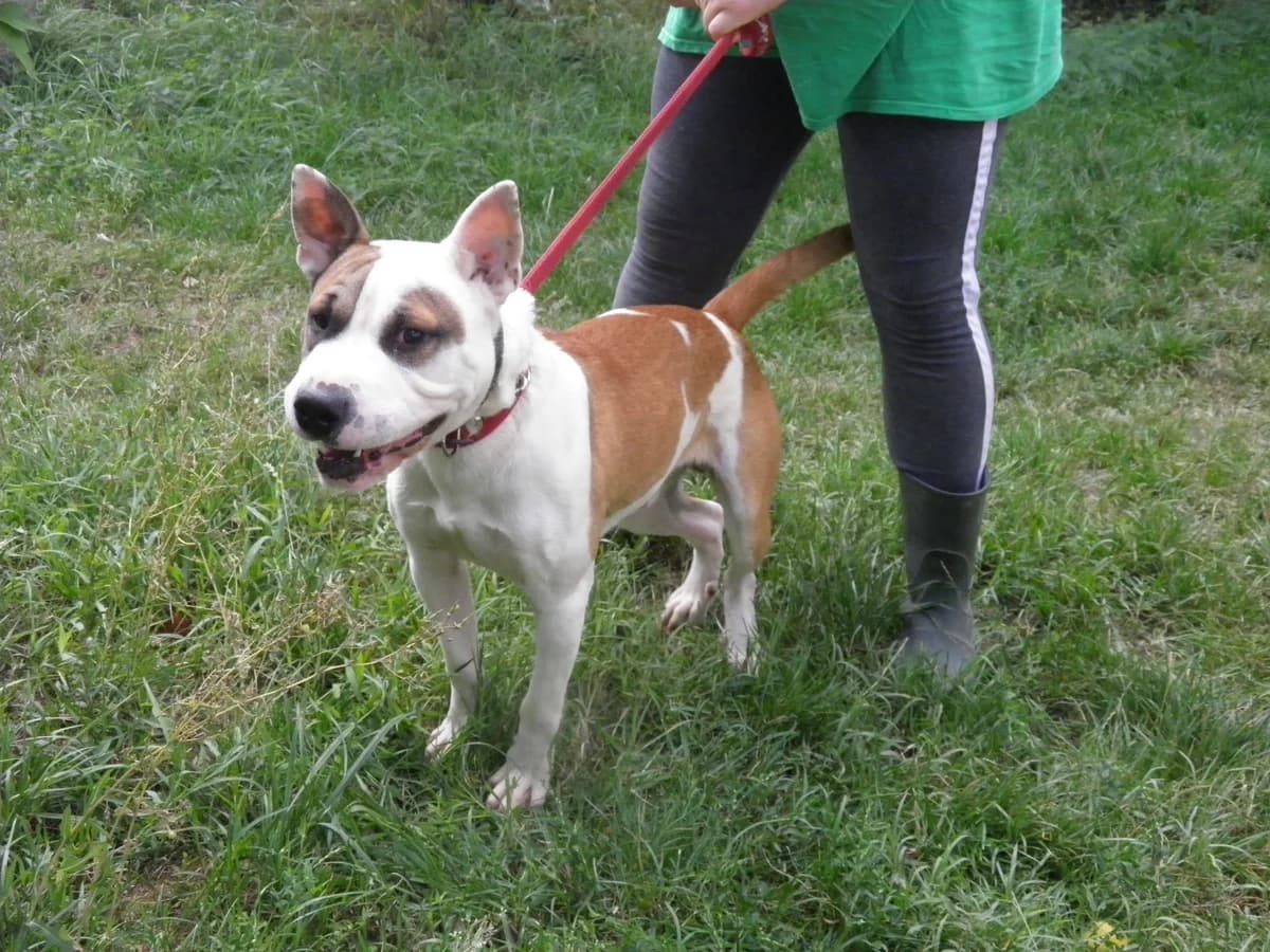 Mit tudunk róla, male Mixed Breed for adoption at Misina Állatmenház Pécs