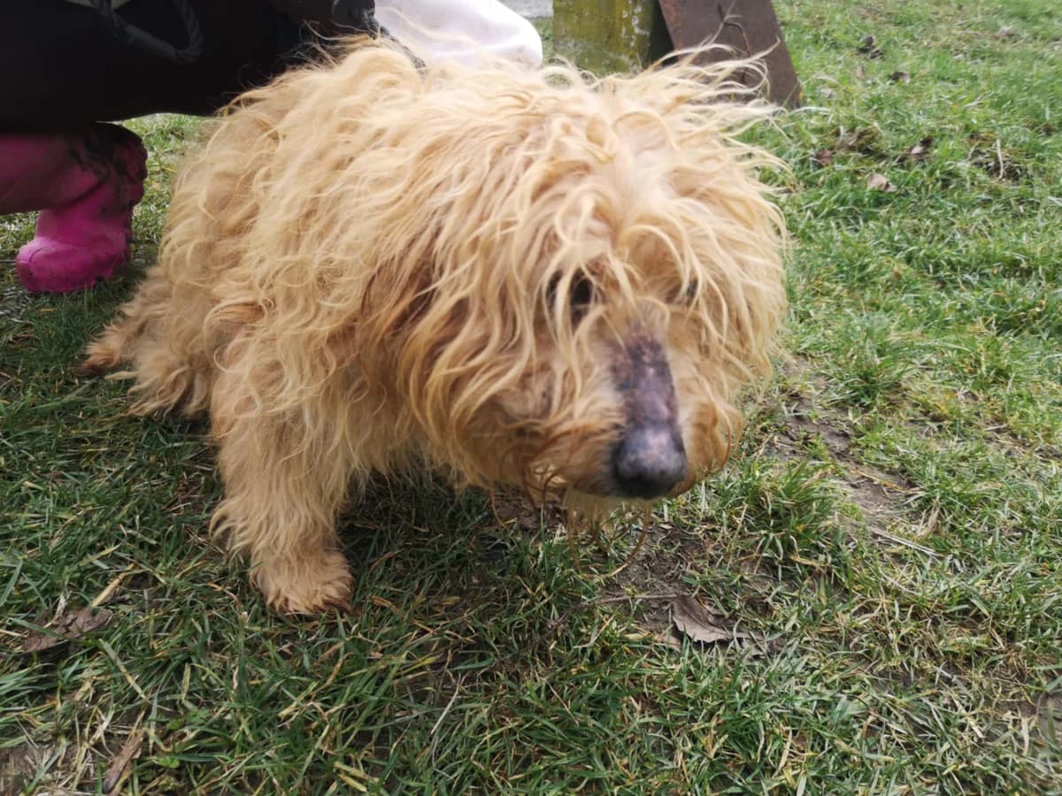 Mit tudunk róla, male senior Mixed Breed for adoption at Misina Állatmenház Pécs