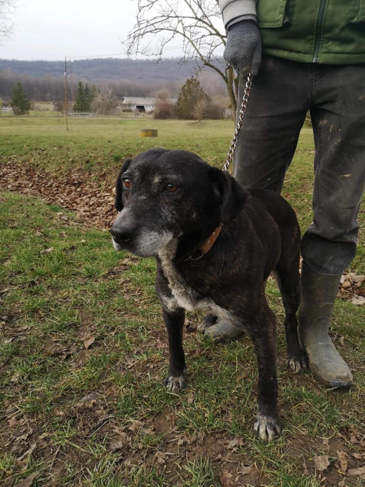 Mit tudunk róla, female Mixed Breed for adoption at Misina Állatmenház Pécs