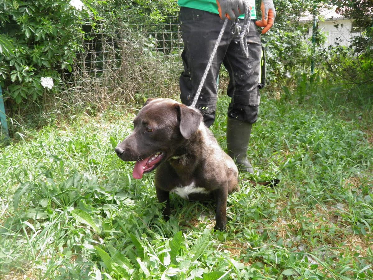 Mit tudunk róla, male Mixed Breed for adoption at Misina Állatmenház Pécs