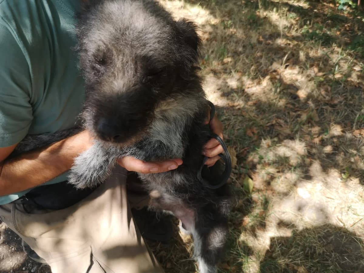 Mit tudunk róla, male Mixed Breed for adoption at Misina Állatmenház Pécs