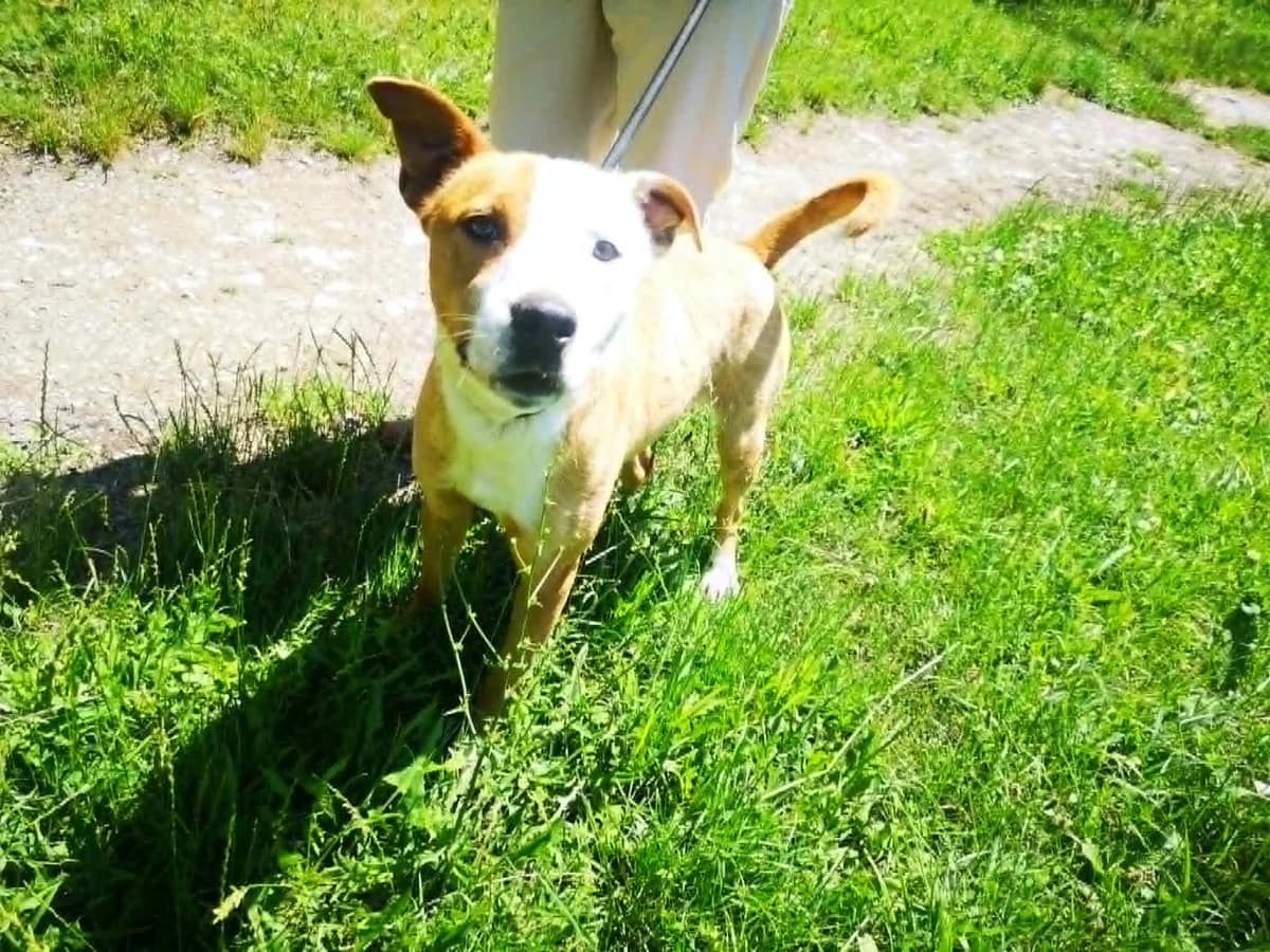 Mit tudunk róla, male Mixed Breed for adoption at Misina Állatmenház Pécs