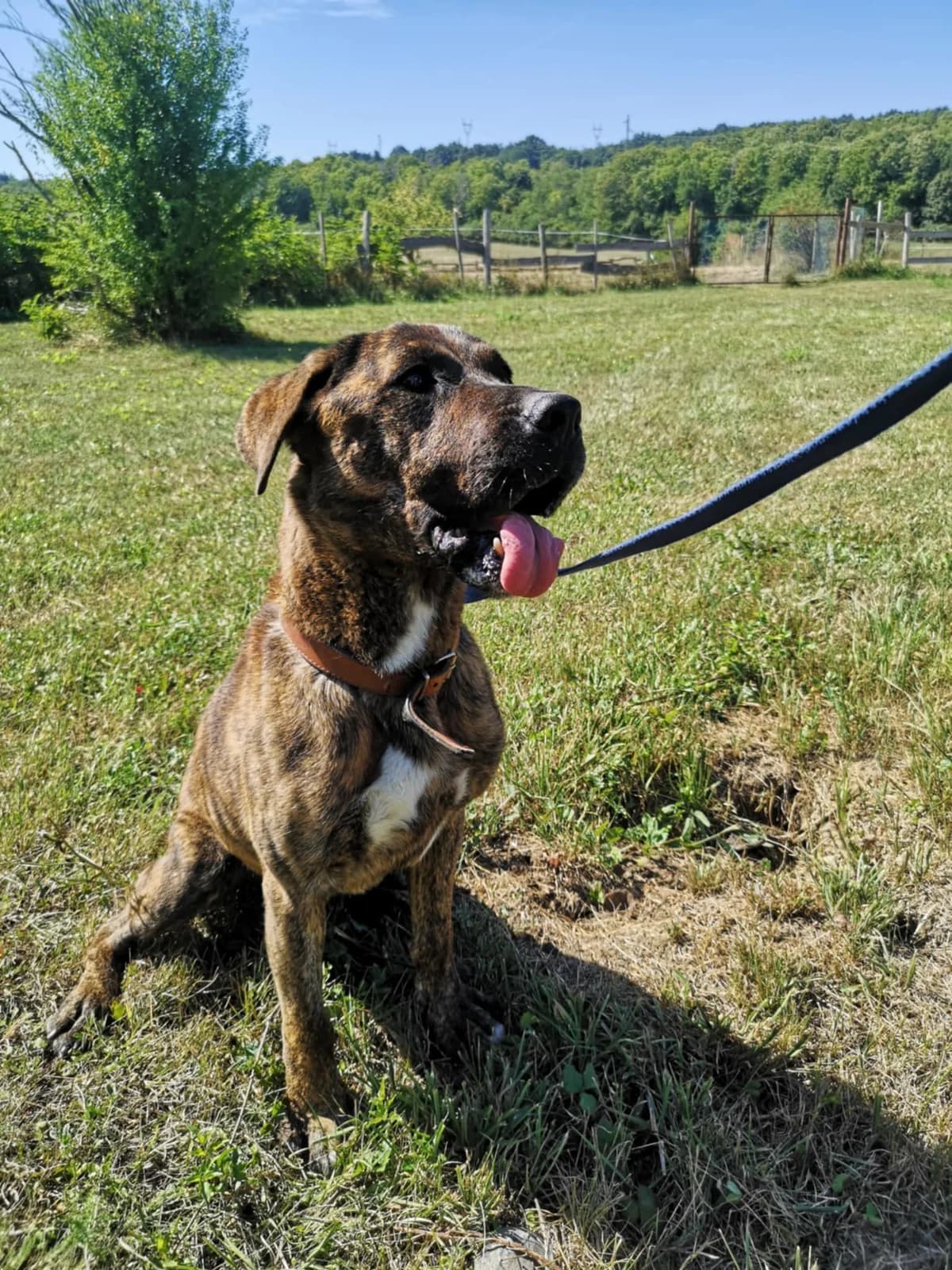 Mit tudunk róla, male Mixed Breed for adoption at Misina Állatmenház Pécs