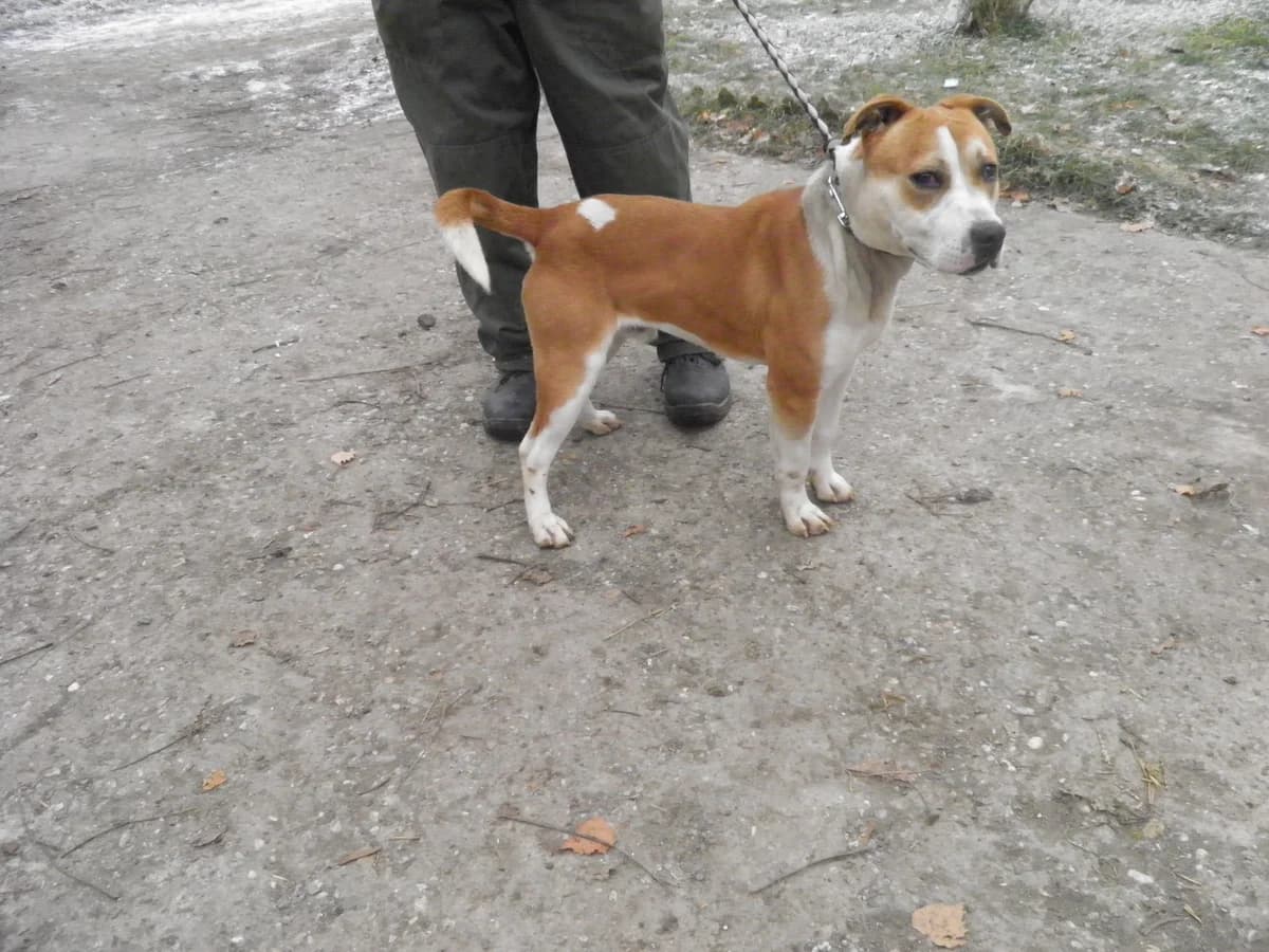 Mit tudunk róla, male Mixed Breed for adoption at Misina Állatmenház Pécs