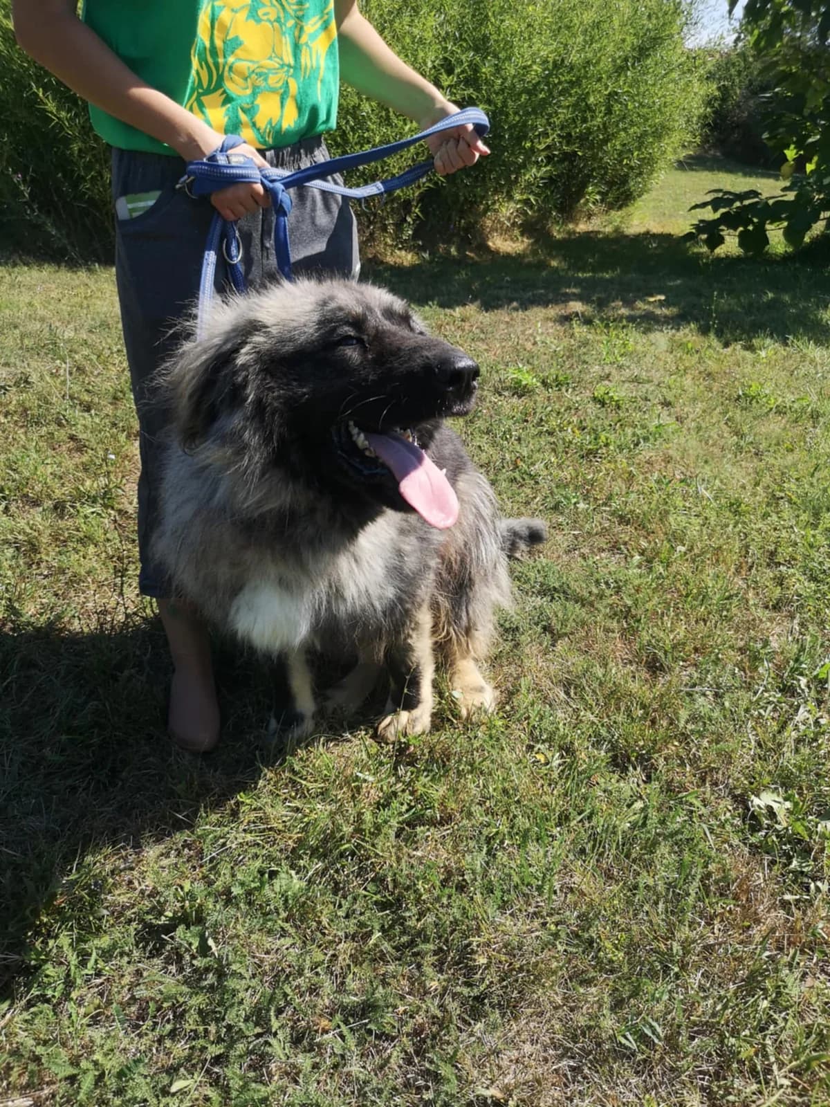 Mit tudunk róla, male mixed breed for adoption at Misina Állatmenház Pécs