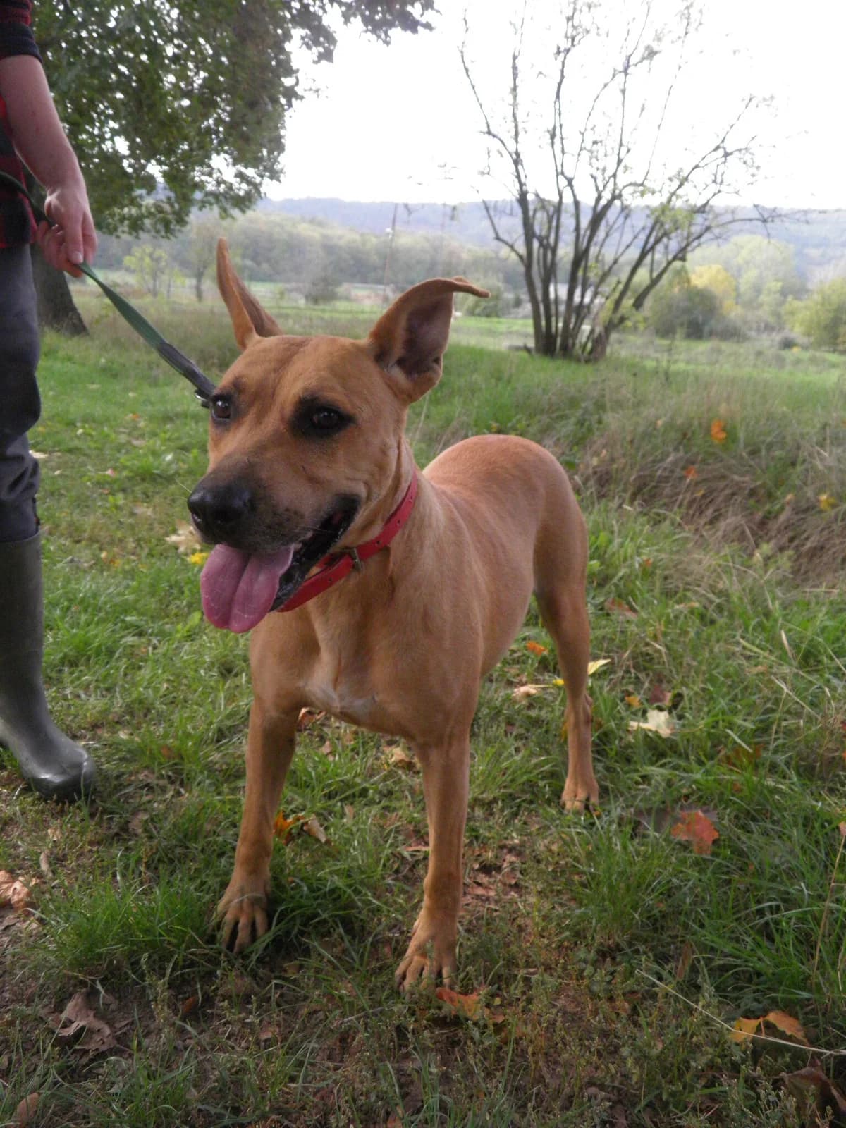 Mit tudunk róla, female Mixed Breed for adoption at Misina Állatmenház Pécs