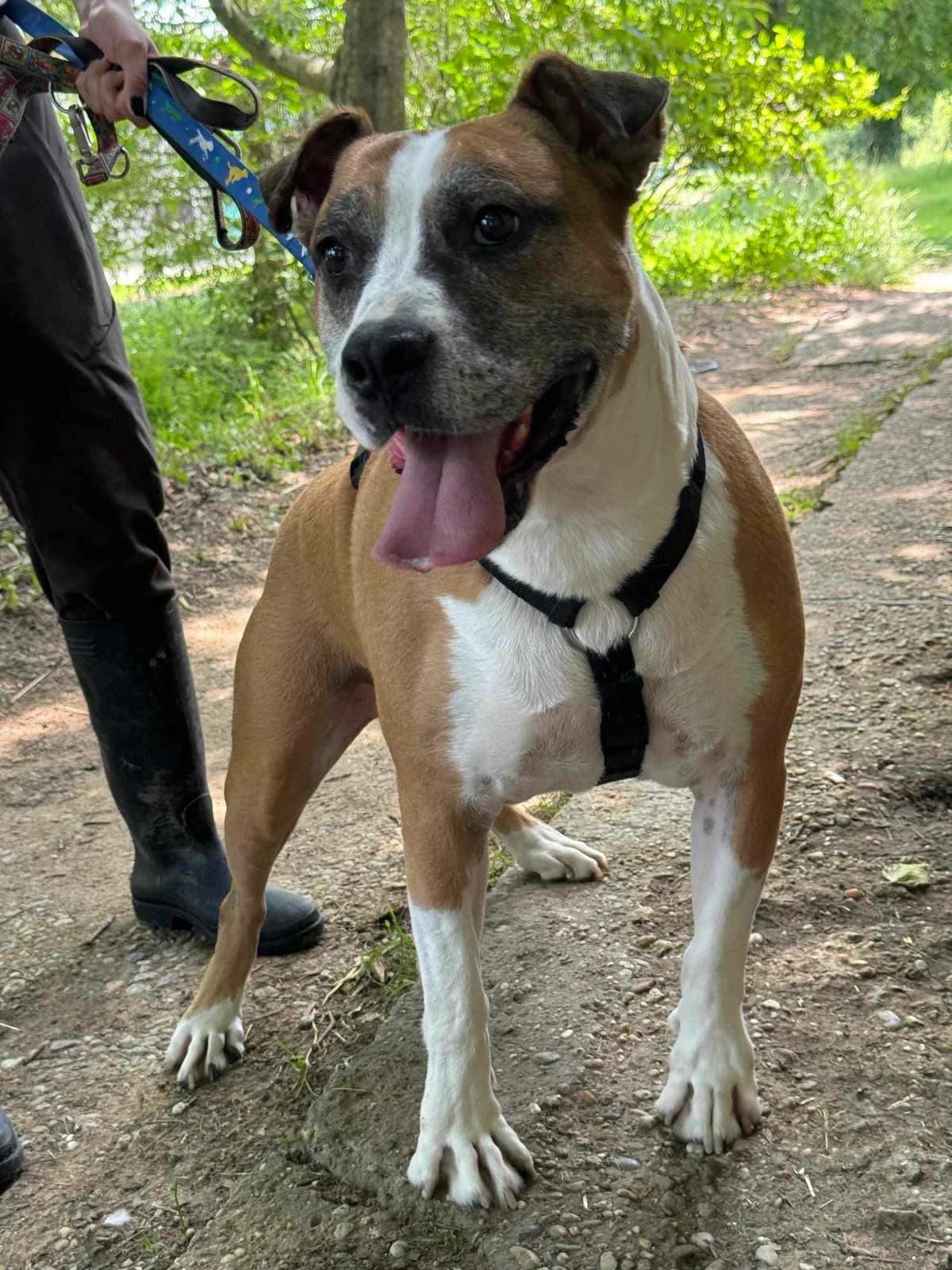 Mit tudunk róla, male Mixed Breed for adoption at Misina Állatmenház Pécs