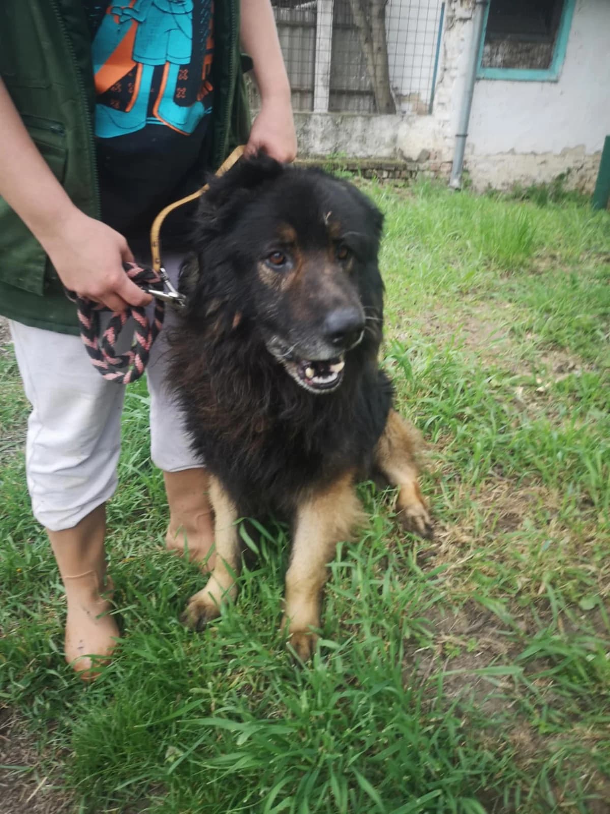 Mit tudunk róla, male Mixed Breed for adoption at Misina Állatmenház Pécs