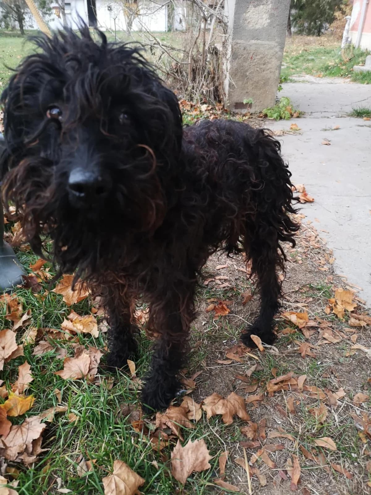 Mit tudunk róla, male Mixed Breed for adoption at Misina Állatmenház Pécs