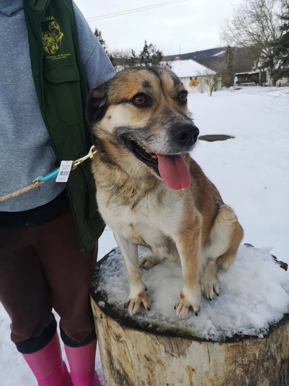 Mit tudunk róla, female Mixed Breed for adoption at Misina Állatmenház Pécs