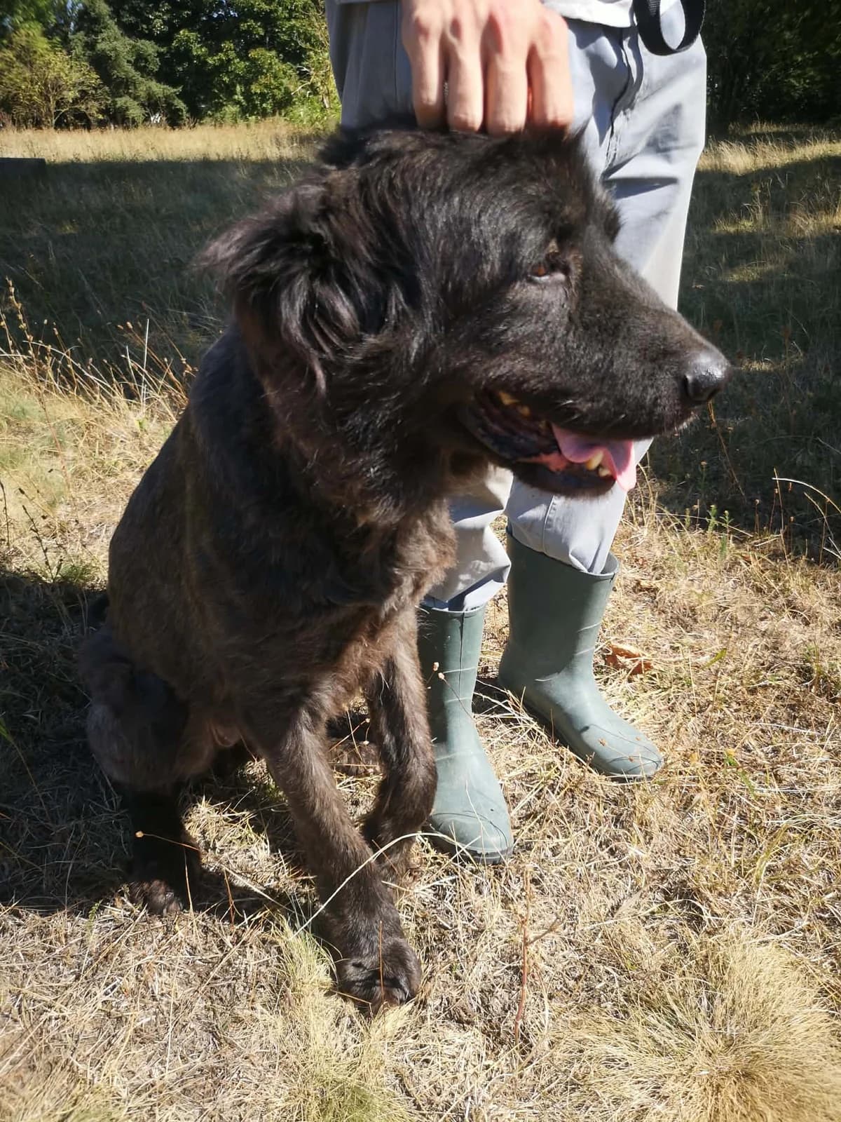 Mit tudunk róla, female Mixed Breed for adoption at Misina Állatmenház Pécs